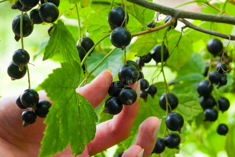 Female hand breaks a ripe black currant berries from the Bush, royalty free stock image Female hand breaks a ripe black currant berries from the Bush, royalty free stock image