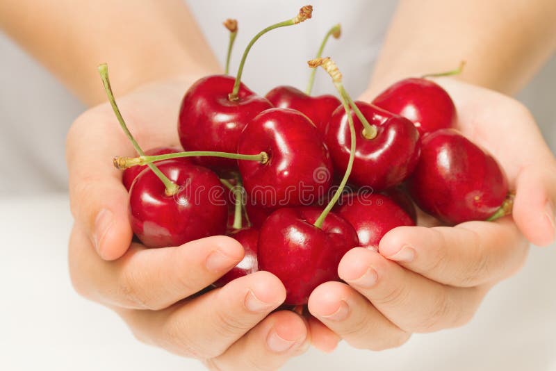 Female Hand Harvesting Cherry Stock Image Image of pick, harvesting