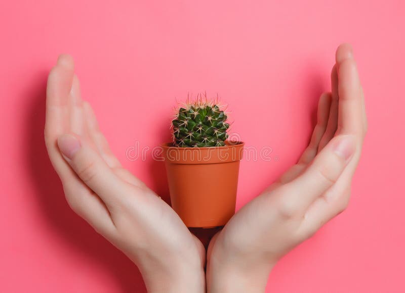 Female Hand Hold Green Cactus in Pot on Pink Pastel Color Background. Minimal Concept. Flat Lay. Top View.