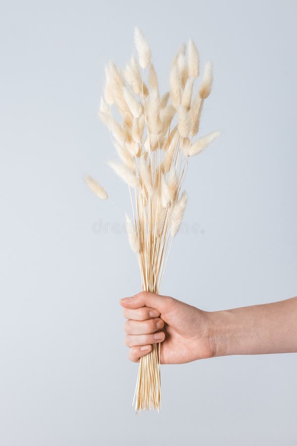 Hand holding a bouquet of grass ears