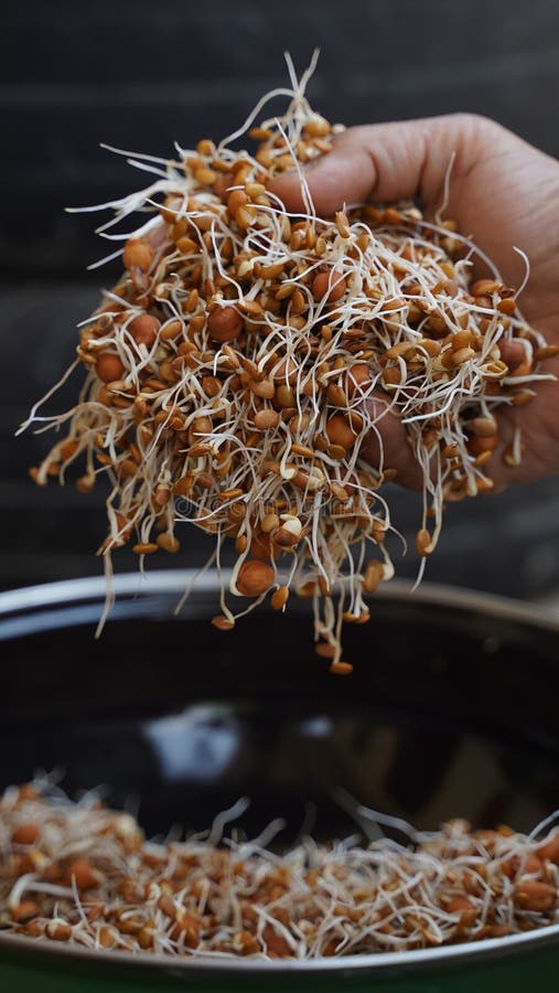 Female Hand Holding a Heap of Germinated Bengal Gram Beans Stock Image