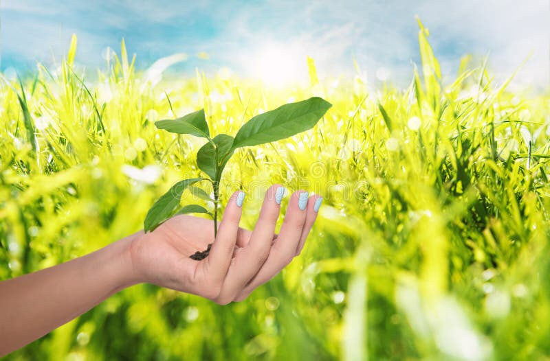 Female hand holding young green plant. Save the nature concept