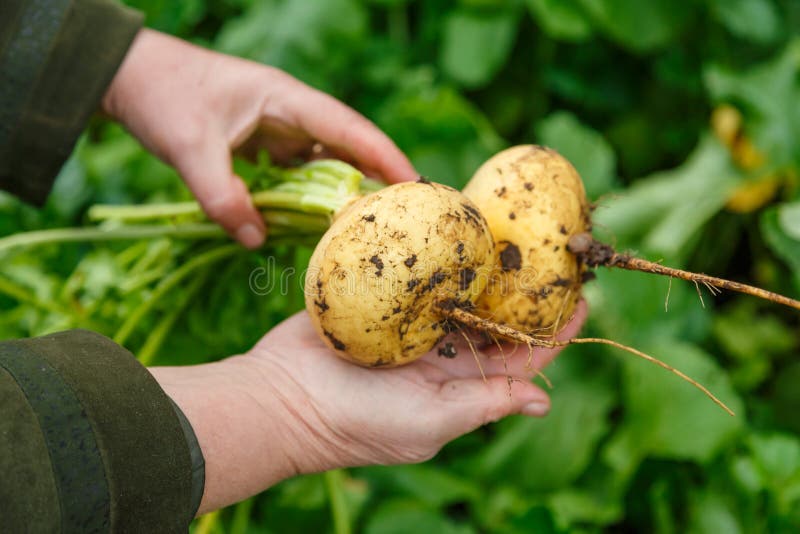 Hand Holding A Bunch Of Fresh Turnips Stock Image Image of ingredient