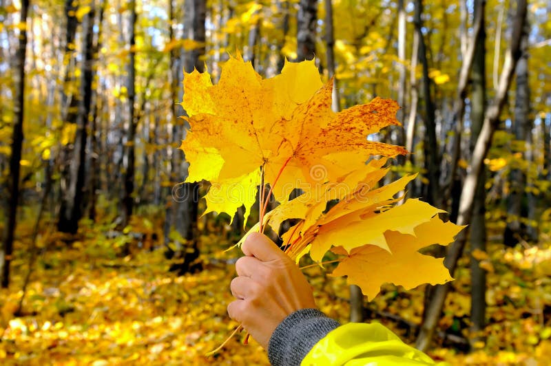 Female hand holds a bouquet of yellow autumn maple leaves stock image Female hand holds a bouquet of yellow autumn maple leaves stock image