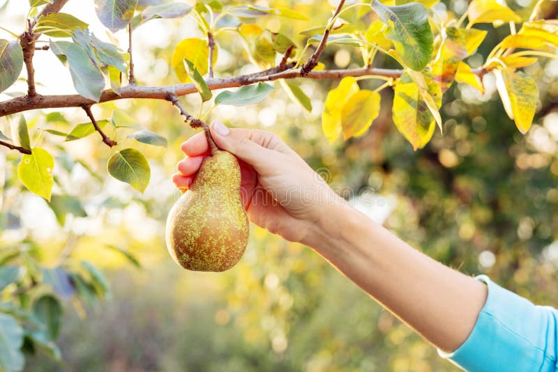 https://thumbs.dreamstime.com/b/female-hand-holds-fresh-juicy-tasty-ripe-pear-branch-pear-tree-orchard-food-pear-juice-harvesting-crop-pears-169627841.jpg
