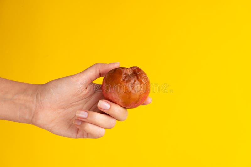 Rotten Apple with a Large Worm Stock Image - Image of oozing, overripe:  80511937