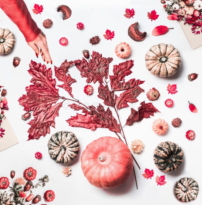 Female hand make autumn arrangement with pumpkins,fall leaves, dried flowers on white work space background. Top view. Pattern. royalty free stock image Female hand make autumn arrangement with pumpkins,fall leaves, dried flowers on white work space background. Top view. Pattern. royalty free stock image