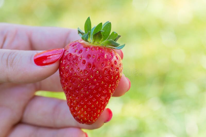 Female hand with red painted nails holding one strawberry stock image Female hand with red painted nails holding one strawberry stock image