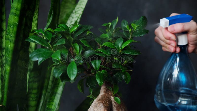 Female hand spraying indoor plants with water sprayer. Houseplants care, watering ficus ginseng. Female hand spraying potted plants with water sprayer royalty free stock photography