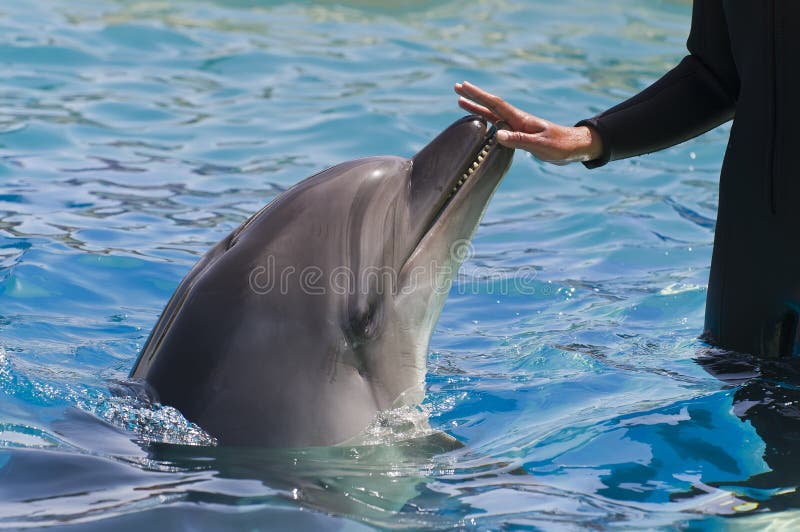 Female Hand Touching a Dolphin Stock Image Image of close, splashing 19957491