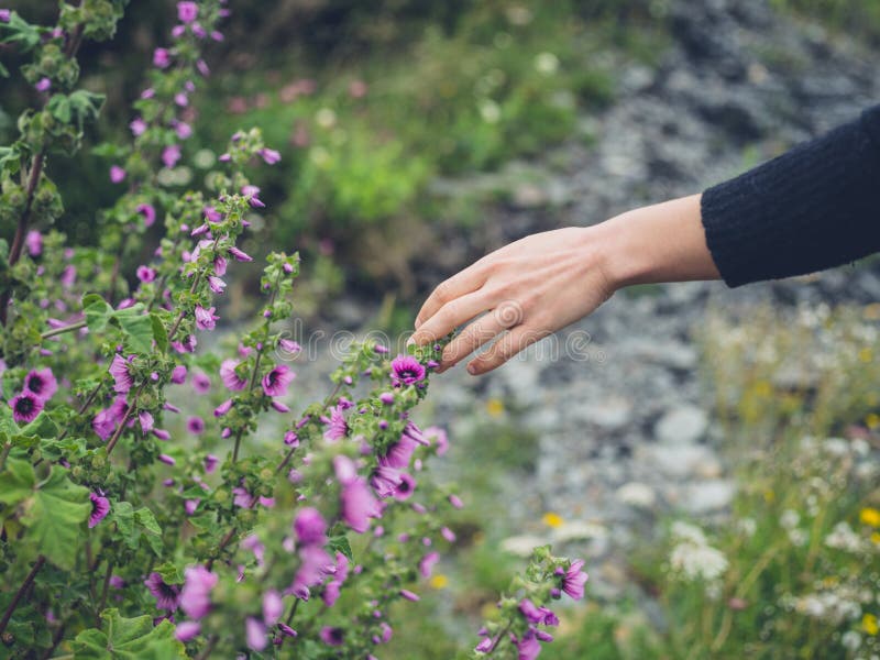 Female hand touching flowers in meadow. A young female hand is touching some flowers in a meadow in the summer stock images Female hand touching flowers in meadow. A young female hand is touching some flowers in a meadow in the summer stock images