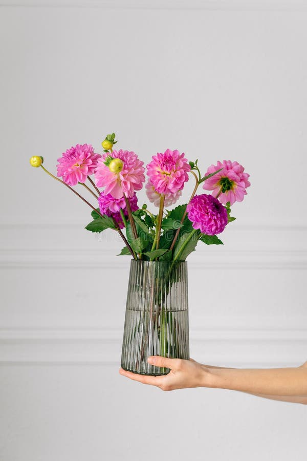 Female hands hold a vase with a bouquet of fresh pink dahlias on