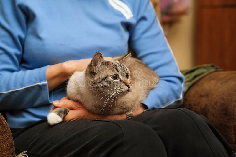 Female Hands Holding a Kitten Sitting on Her Knees Stock Photo Image of kitten, little 176661798