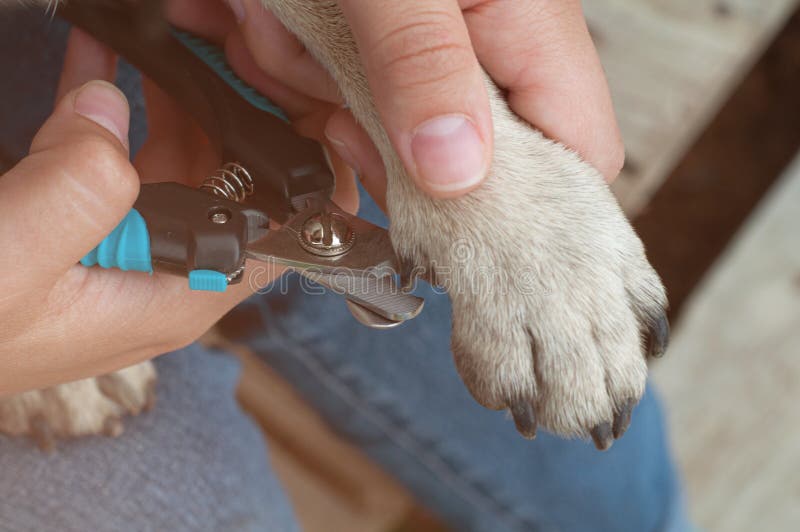 Buy Dog Trimmer and Nail Cutter at Best Price in India | Supertails
