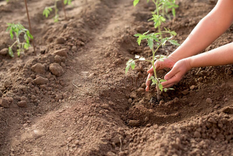 Female hands and new tomato plant in a vegetable garden