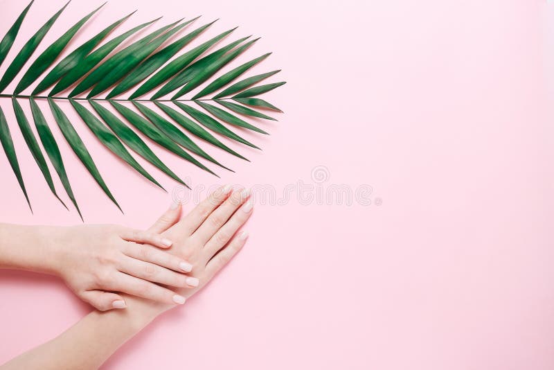 Female hands with palm leaf on pink background. Tender women manicure. Beauty, welness and organic natural cosmetic. Top view. Hand and nail care. Healthy lifestyle