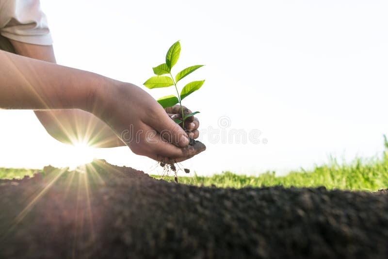 Female hands planting young tree royalty free stock images
