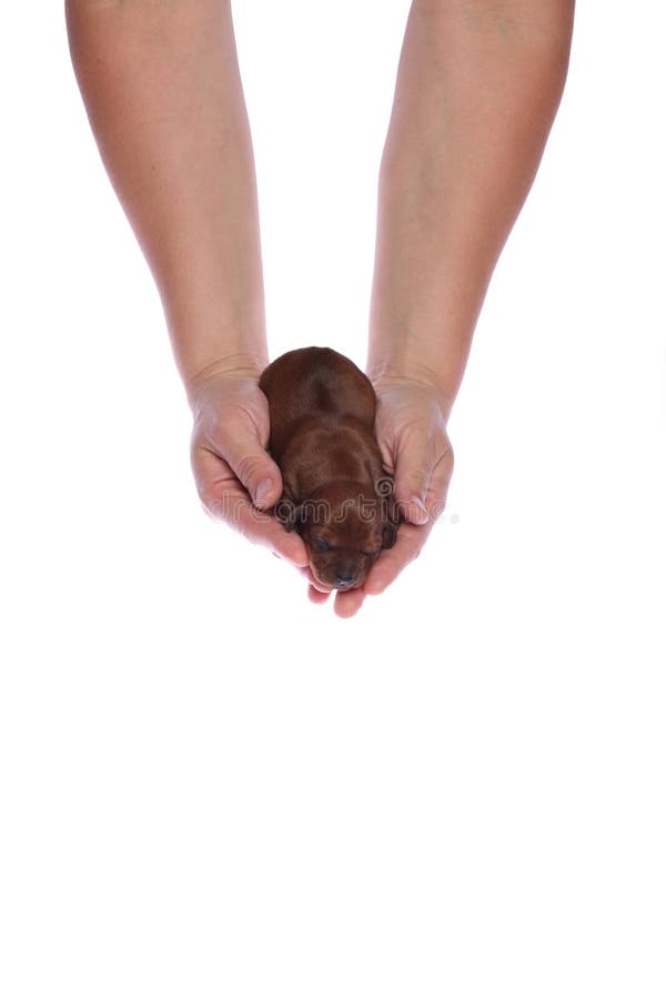 Female hands and puppy
