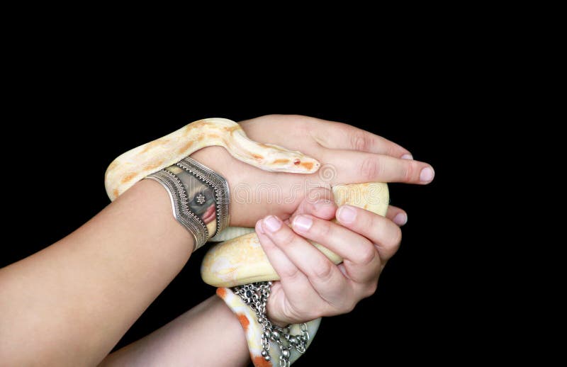 cigar overvåge kaste Female Hands with Snake. Woman Holds Boa Constrictor Albino Snake in Hand  with Jewelry. Exotic Tropical Cold Blooded Reptile Stock Image - Image of  hold, head: 165924867