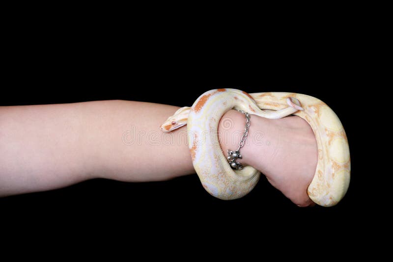 Håndværker parti Panter Female Hands with Snake. Woman Holds Boa Constrictor Albino Snake in Hand  with Jewelry. Exotic Tropical Cold Blooded Reptile Stock Image - Image of  blooded, fashion: 165925481
