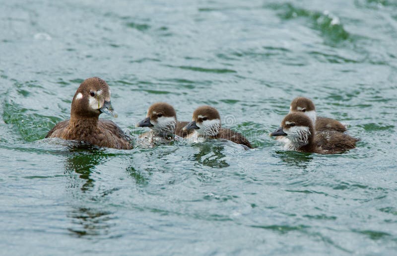 Female harlequin duck