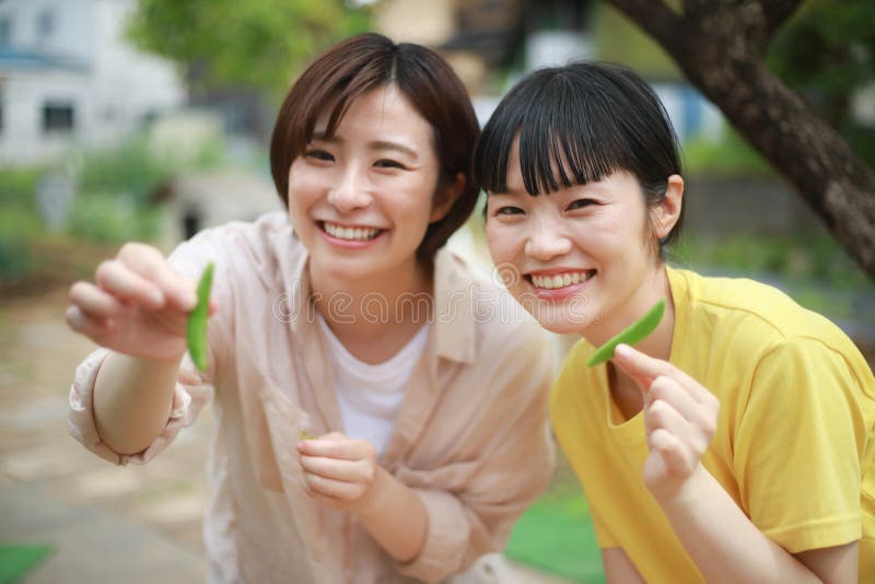 Female Harvesting Snap Peas Stock Image Image of green, outdoor