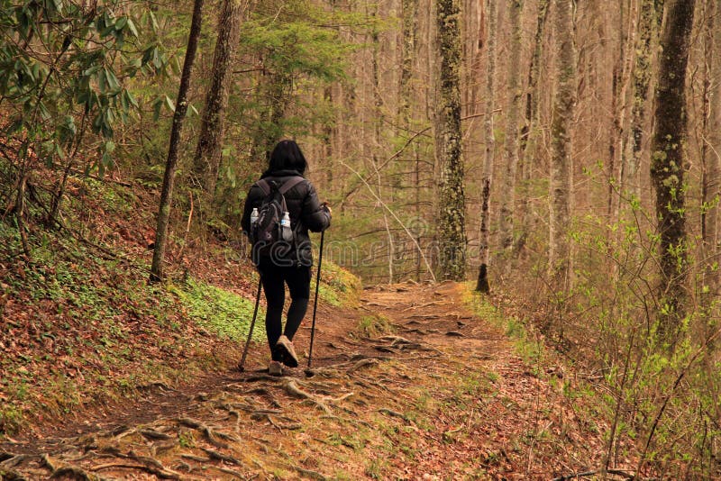 Female Hiker in Great Smokey Mountains National Park. A female hiker makes her way along the Cucumber Gap Trail in the Elkmont section of Great Smokey Mountains royalty free stock photos Female Hiker in Great Smokey Mountains National Park. A female hiker makes her way along the Cucumber Gap Trail in the Elkmont section of Great Smokey Mountains royalty free stock photos