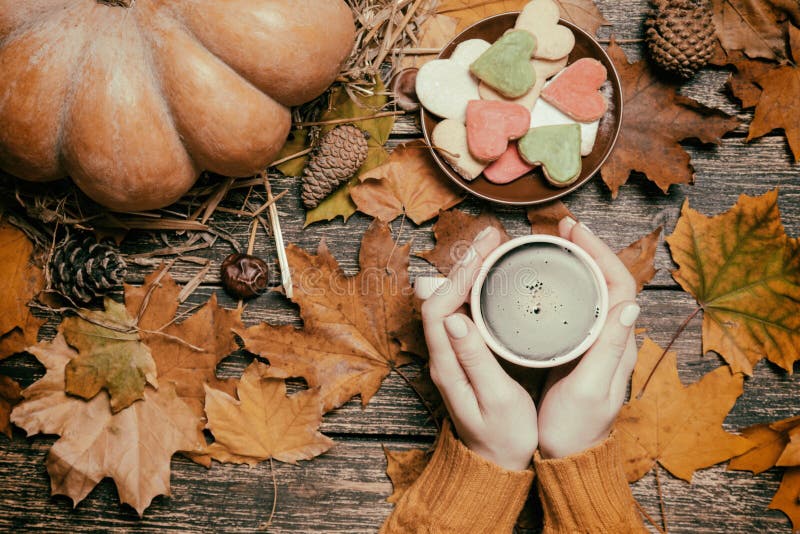 Female holding cup of coffee near cookies on autumn background. royalty free stock photography Female holding cup of coffee near cookies on autumn background. royalty free stock photography