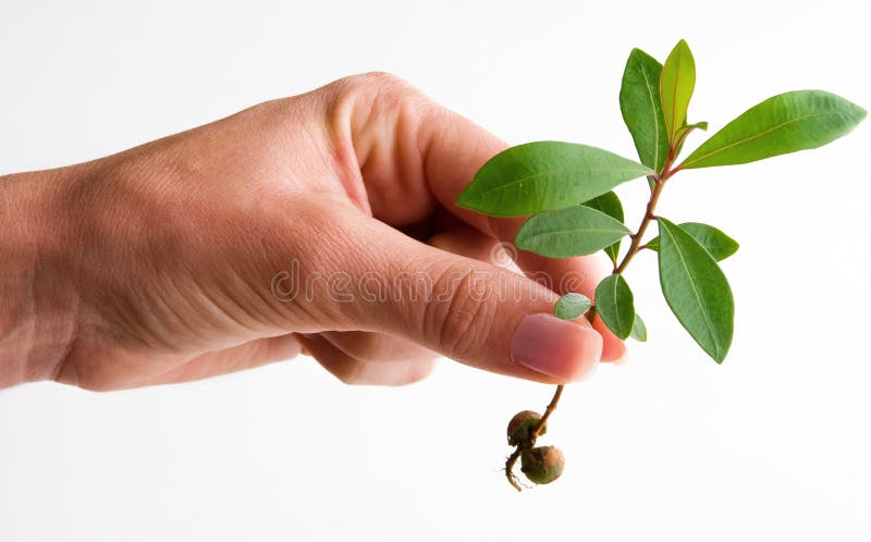 Female holding seedling