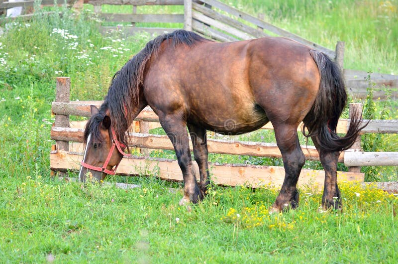 Female horse on pasture