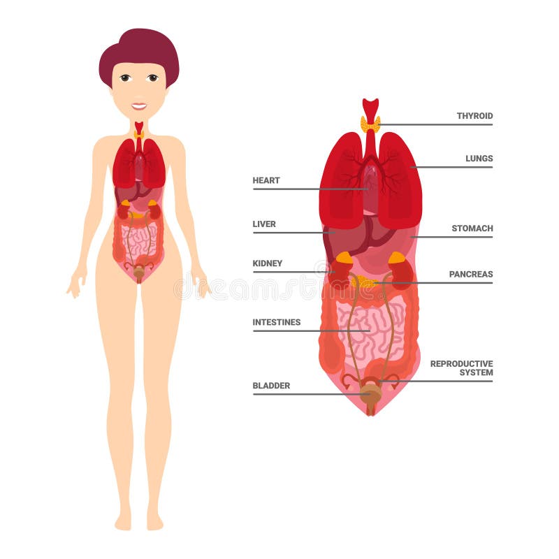 Female Human Anatomy, Internal Organs Diagram, Physiology, Structure,  Medical Profession, Morphology, Healthy Stock Vector - Illustration of  life, abdominal: 143226167