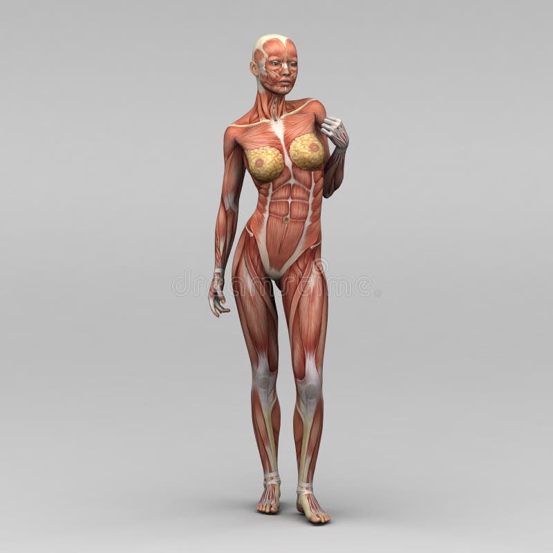 Female Human Anatomy and Muscles Stock Illustration Illustration of