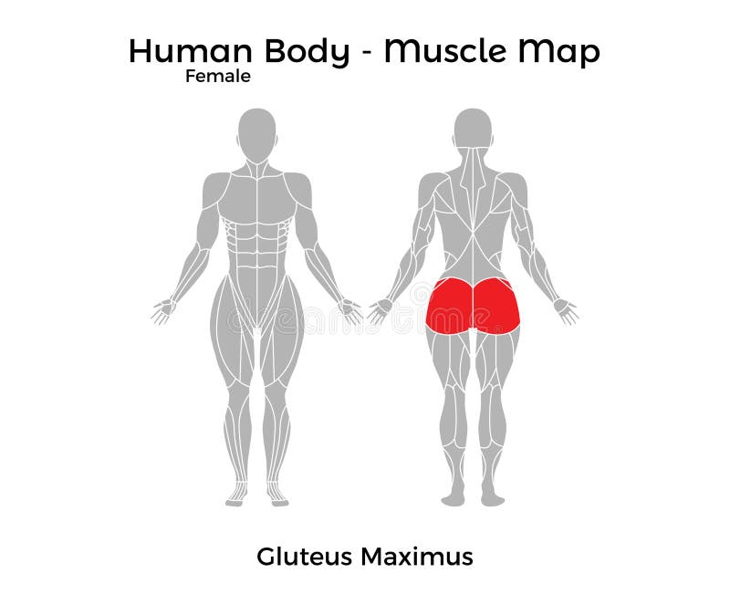 Diagram Of Female Back : Human Body Diagram Free Vector Graphic On