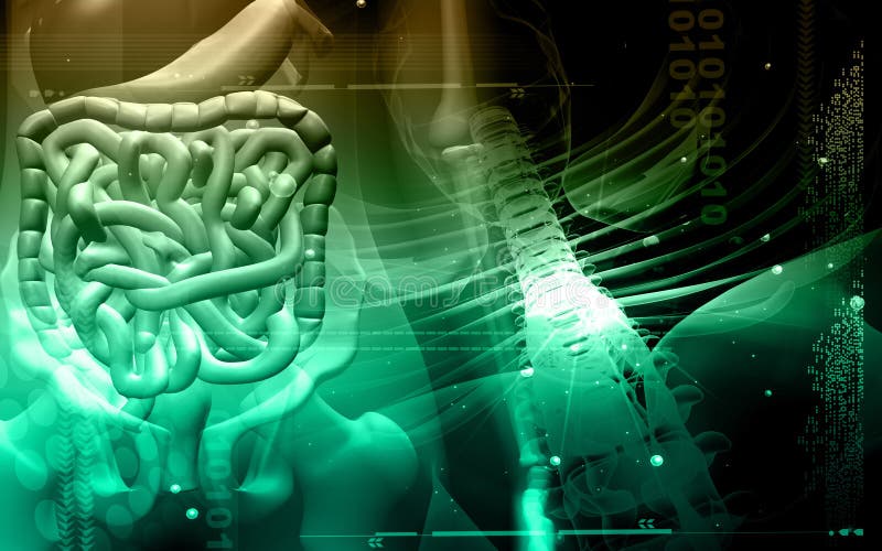 Female human digestive system vector illustration