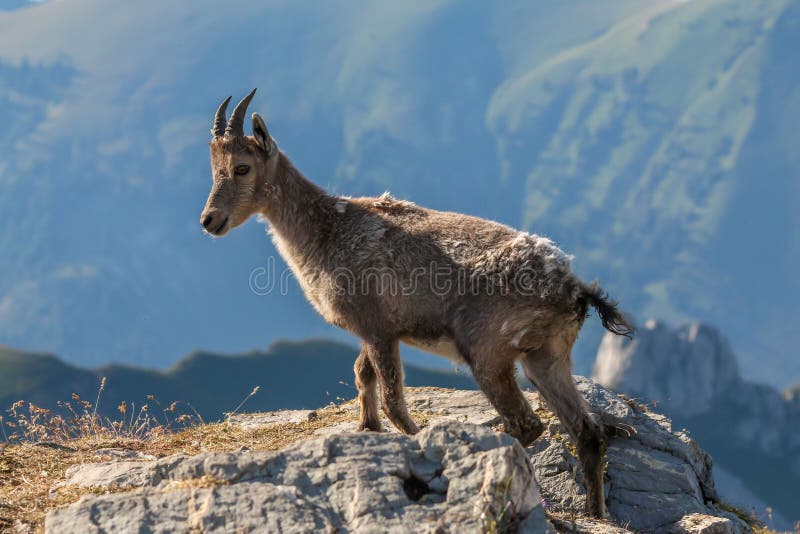 Female Iberian ibex climbing the rocks. stock photography