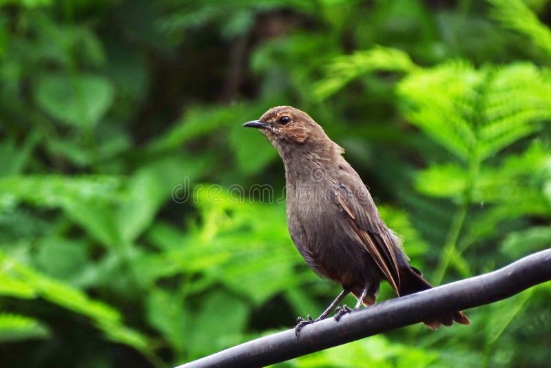 A Female Indian Robin Bird stock photo. Image of avian 229609824