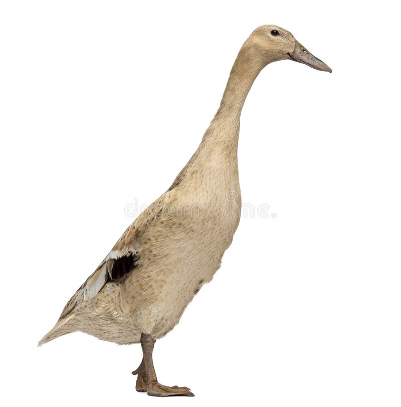 Female Indian Runner Duck, Anas platyrhynchos domesticus, isolated on white