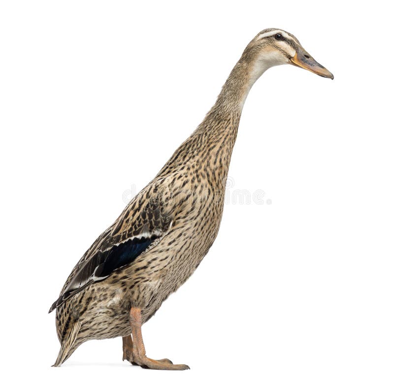 Female Indian Runner Duck, Anas platyrhynchos domesticus, standing