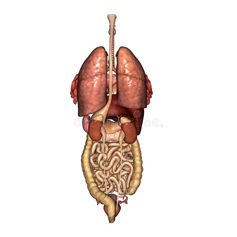 Woman Diagram Of Human Body Organs Back View