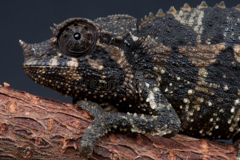 Female Jackson's chameleon stock photo. Image of reptiles - 15770252