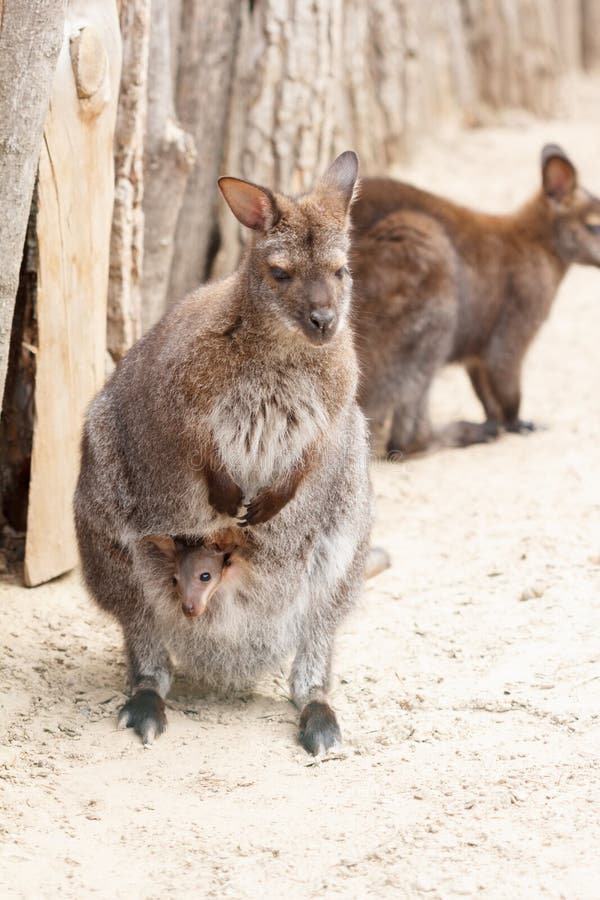Cute baby kangaroo stock photo. Image of photography 35409296
