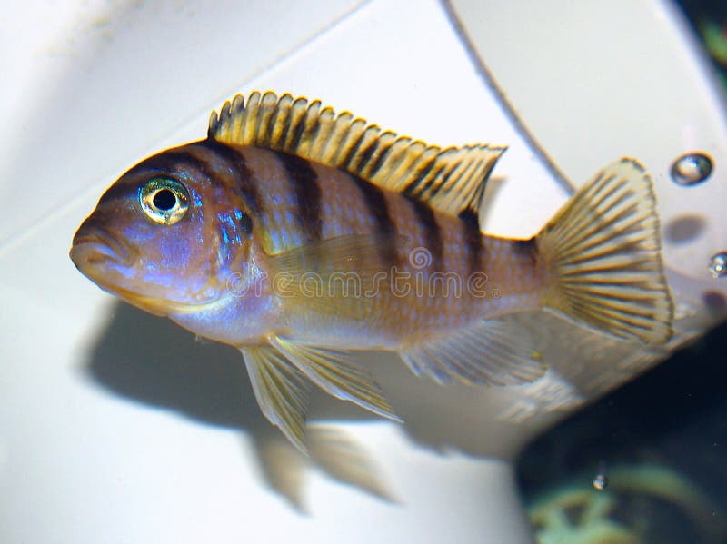 Female Kenyi Cichlid (BABY)