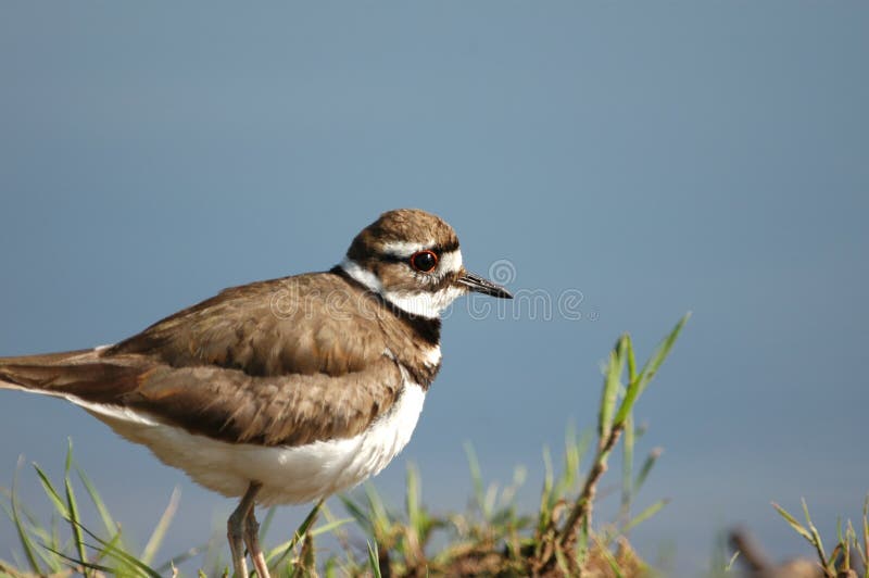 Female Killdeer