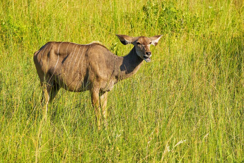 A female kudu stock photo