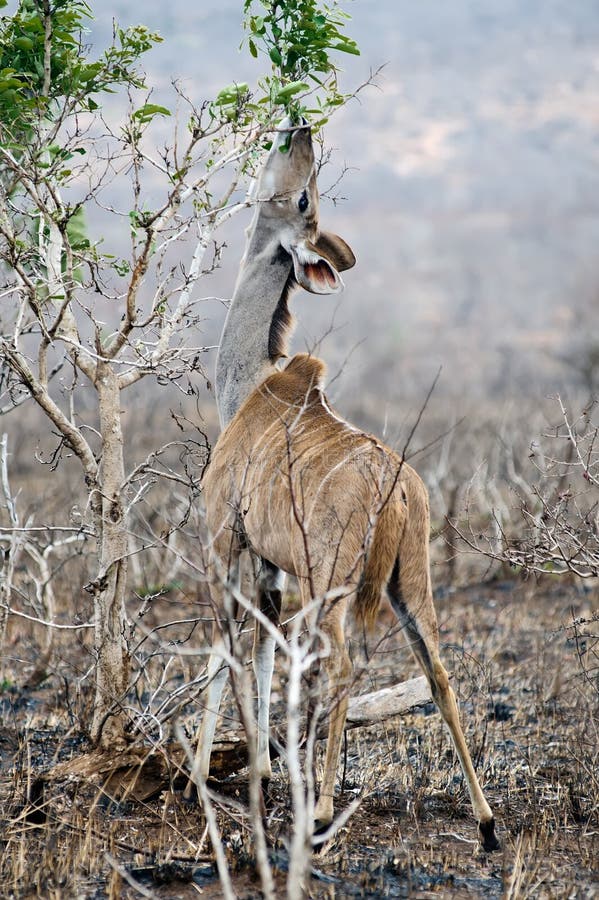 Female Kudu royalty free stock images