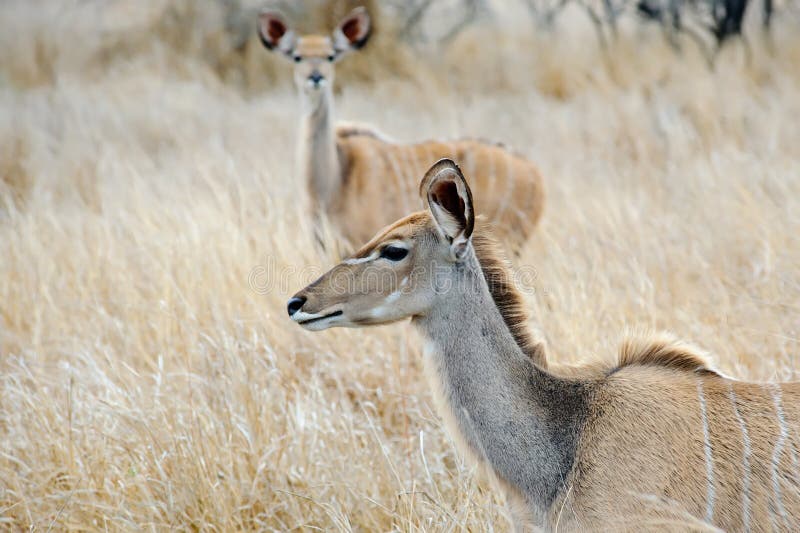 Female Kudu royalty free stock images