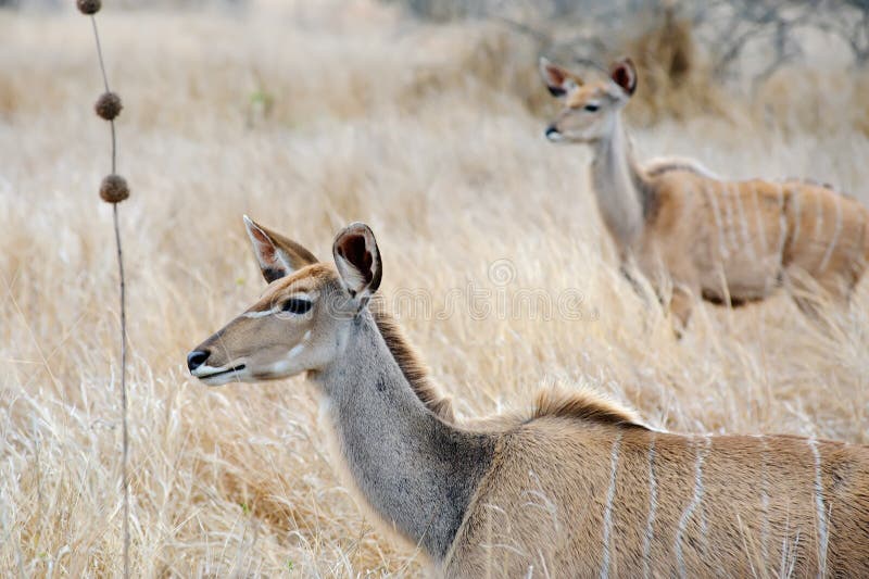 Female Kudu royalty free stock images