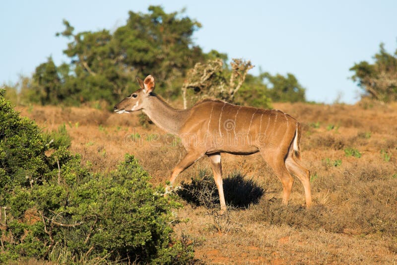 Female Kudu stock photo