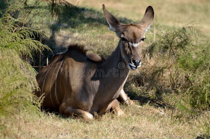 Female kudu royalty free stock photo