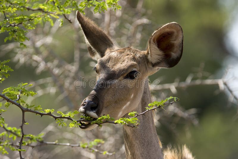 Female kudu royalty free stock photography